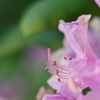 Another Pink