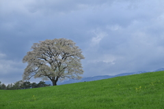 小岩井農場一本桜
