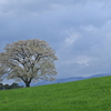 小岩井農場一本桜