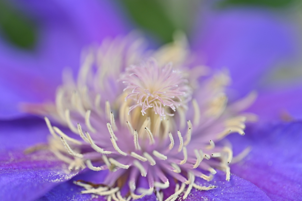 Another Purple