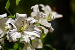 White 2