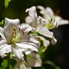 White 2