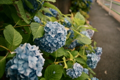 紫陽花