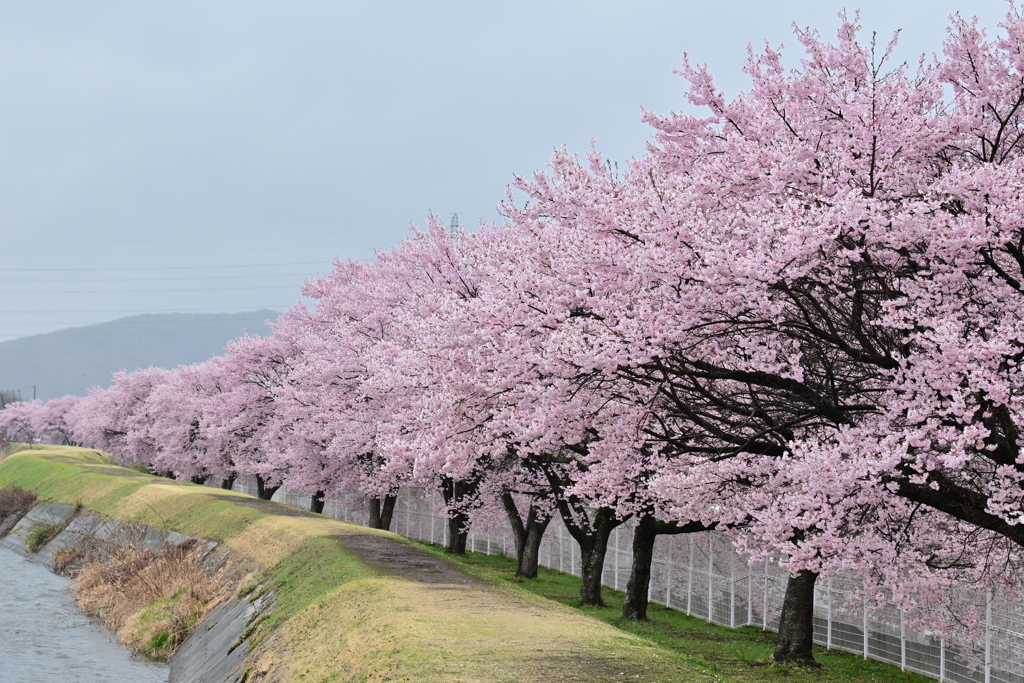川辺の桜