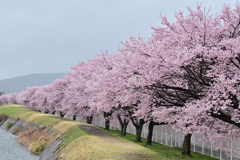 川辺の桜