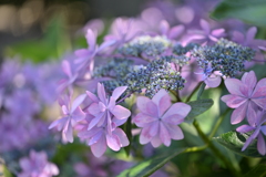 額紫陽花2