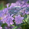 額紫陽花2