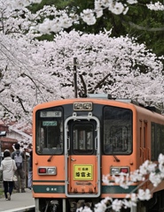 津軽の桜2