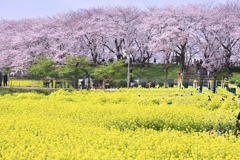 幸手権現堂堤