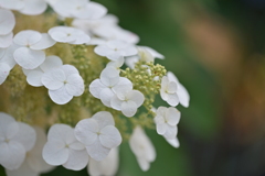 柏葉紫陽花