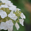 柏葉紫陽花