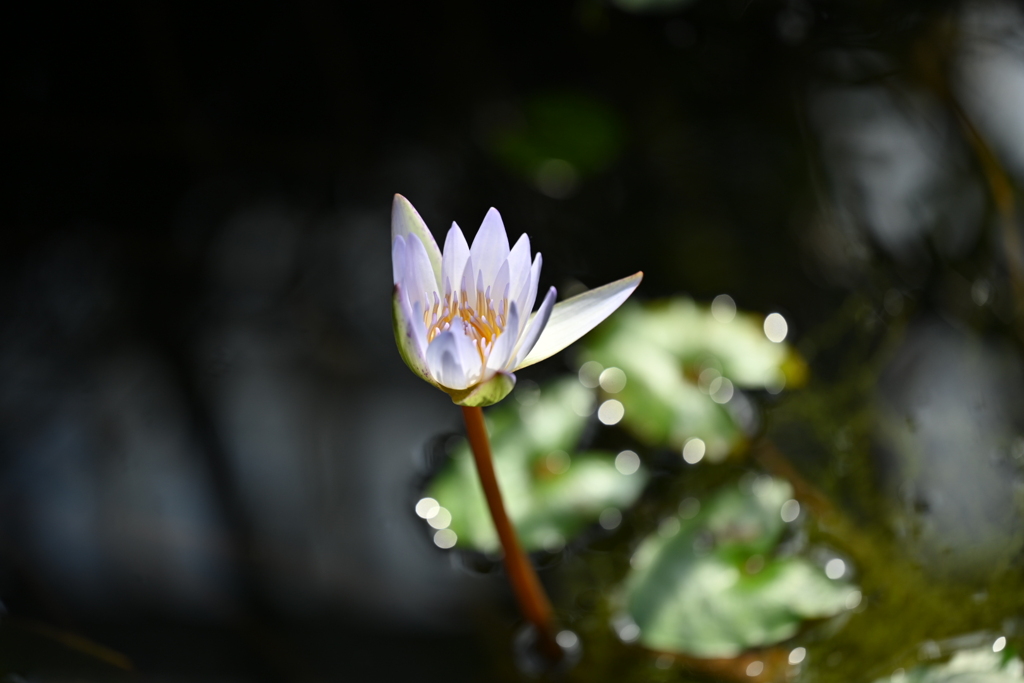 孤高