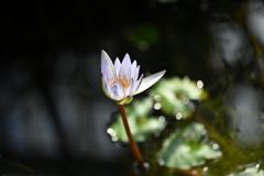孤高