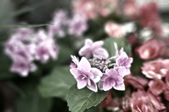 紫陽花　渋めに2