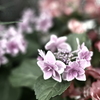 紫陽花　渋めに2