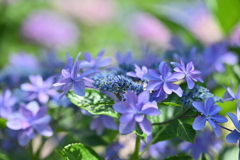 額紫陽花3