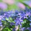 額紫陽花3
