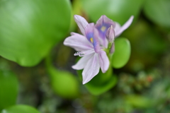 何の花？