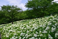一面のアナベル