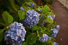 紫陽花