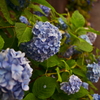 紫陽花