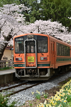 津軽の桜