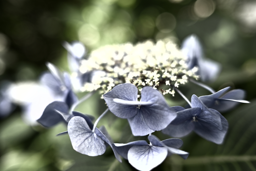 紫陽花　渋めに3