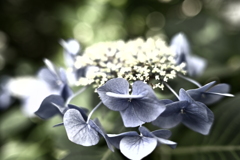 紫陽花　渋めに3