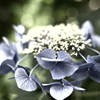 紫陽花　渋めに3