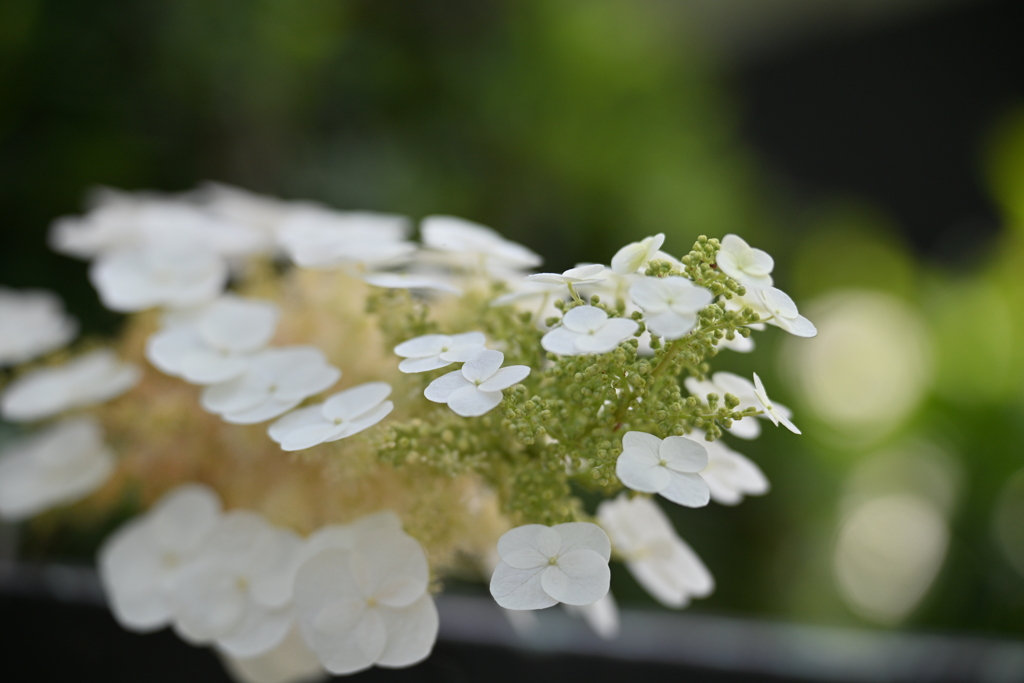 柏葉紫陽花2