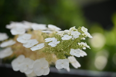 柏葉紫陽花2