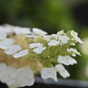 柏葉紫陽花2