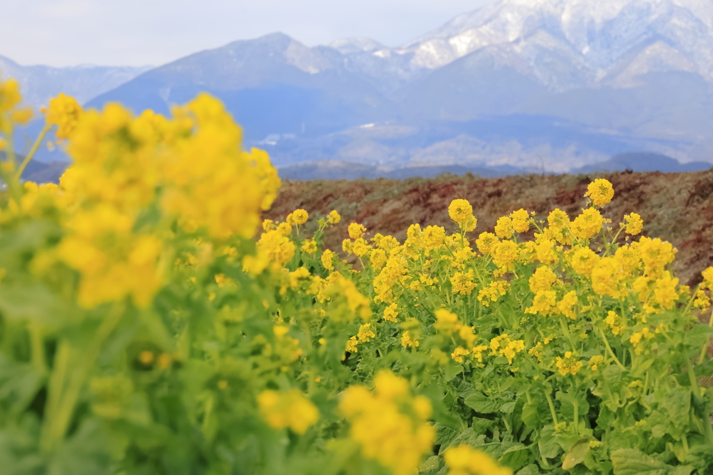 菜の花と雪化粧