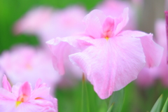 Whimsical pink