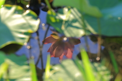映る