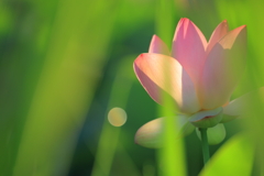 朝の1枚