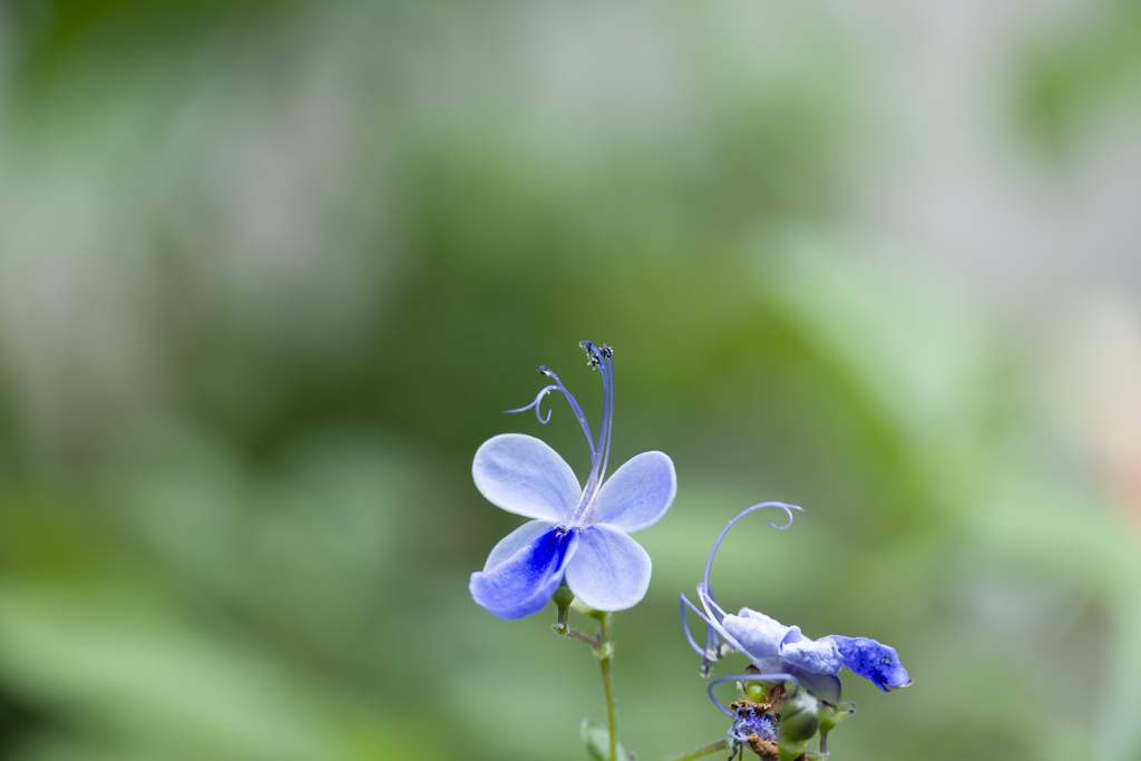 未知の生物