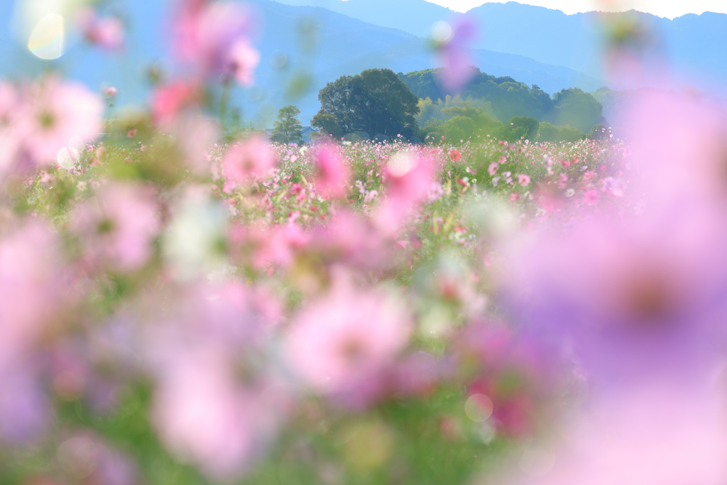 コスモス畑で夢の中