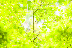 春の枝