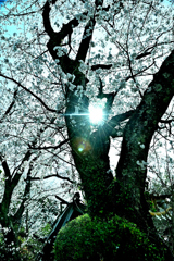 2025.04.05　09：48：54　紀美野町周辺の桜　Z6　24－120（2