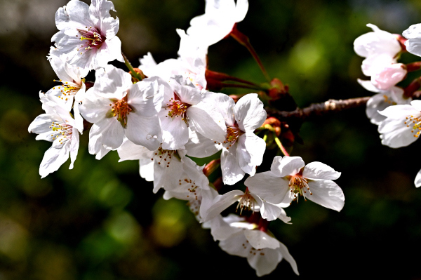 2025.04.05　08：36：23　紀美野町願成寺の桜　Z6　NIKKOR　