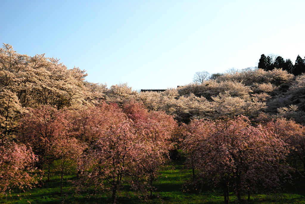 霞が城公園のさくら