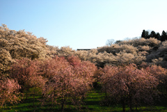 霞が城公園のさくら