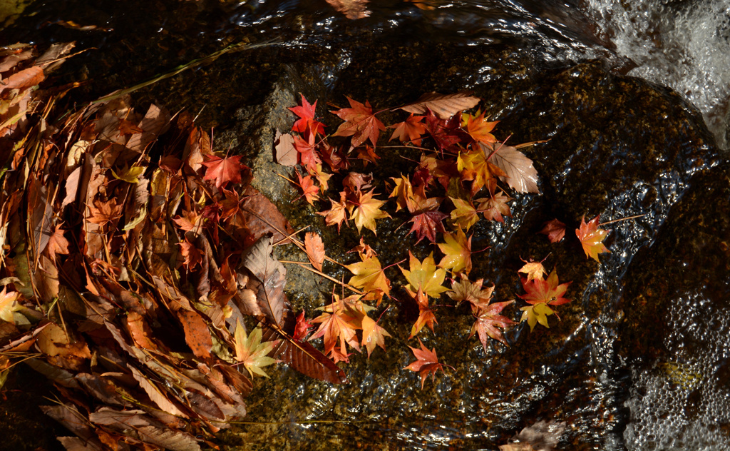 オチバミルフィーユ