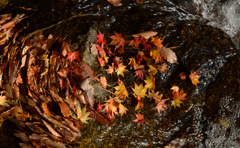 オチバミルフィーユ