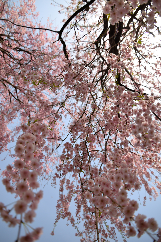 しだれ桜