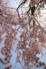 しだれ桜