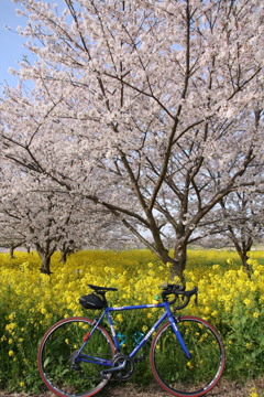 ロードバイクと桜002
