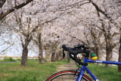 ロードバイクと桜001
