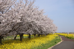 桜と菜の花